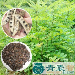 中药材桊子树图片