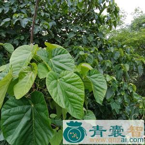 中药材桐叶图片