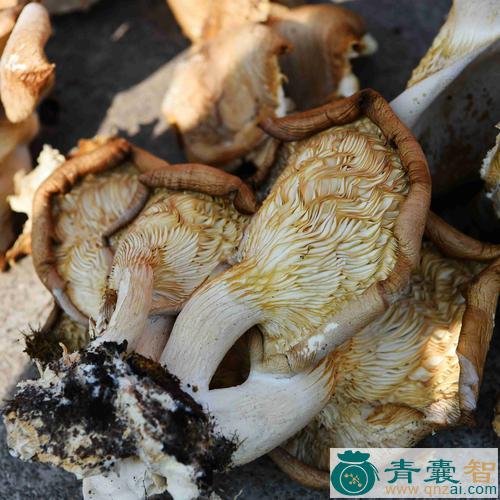 中药材桐子菌图片