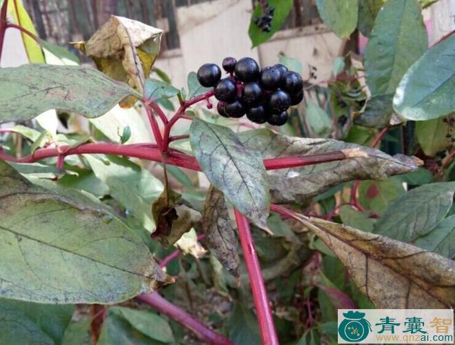 中药材桑勒草图片