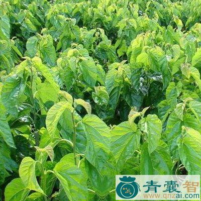 中药材桑叶露图片