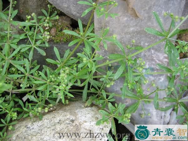 中药材桑恣噶尔布图片
