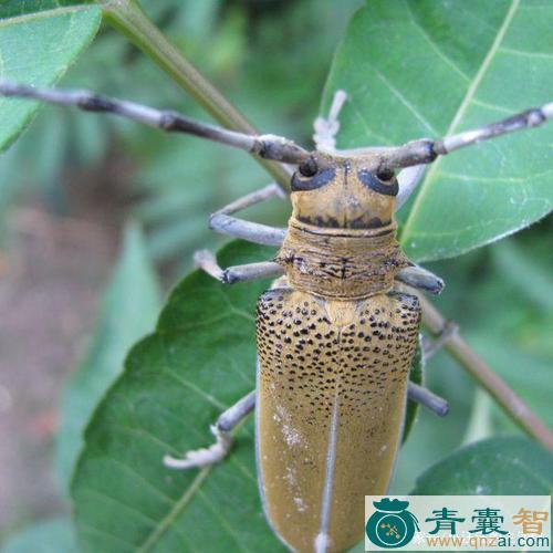 中药材桑树上牛儿图片