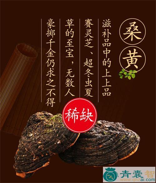 中药材桑油图片