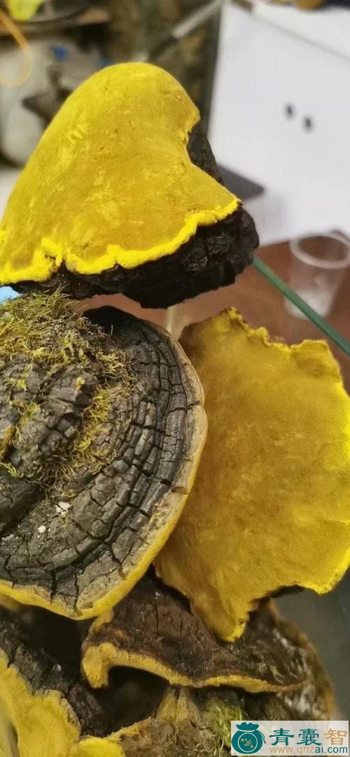 中药材桑菌图片