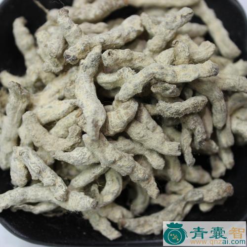 桑蚕的性状性味归经以及功效用法和注意事项-青囊智