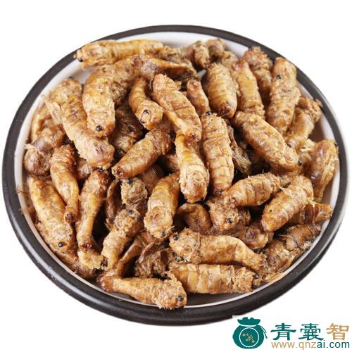 中药材桑蛾图片