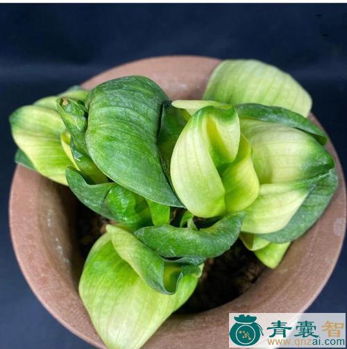 中药材桠雀兰图片