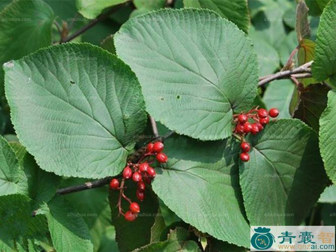 中药材桦叶荚蒾图片