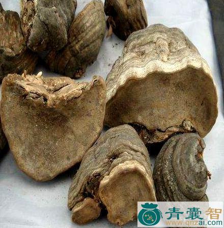 中药材桦菌芝图片