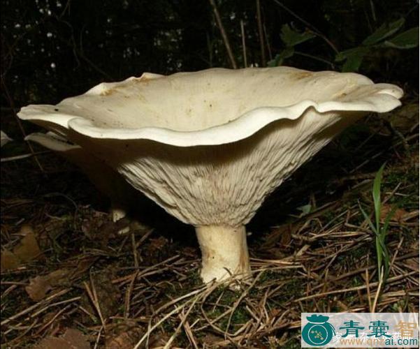 中药材桩菇图片