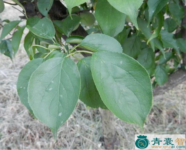 中药材梅叶图片