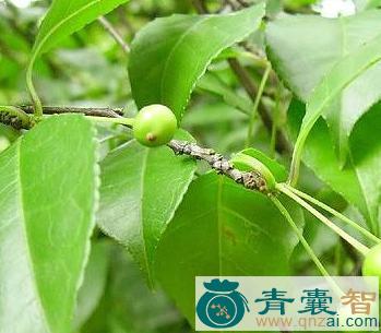 中药材梅叶香图片