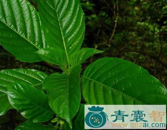 中药材梅宋戈图片