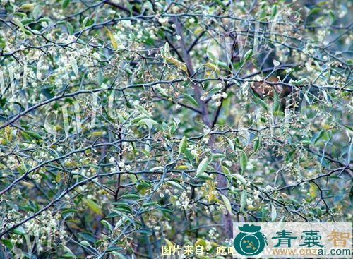 中药材梅花刺图片