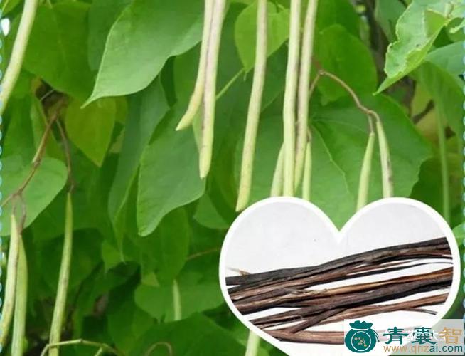 中药材梓木图片