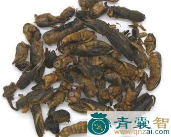 中药材梧鼠图片