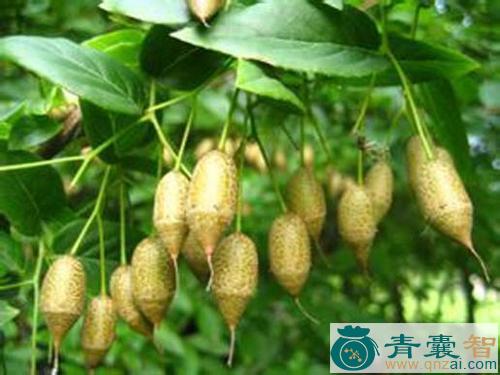 中药材梳子树图片