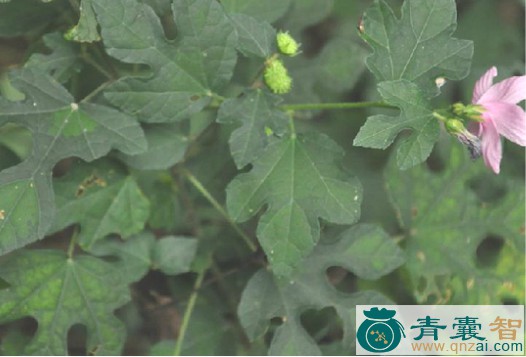 中药材梵天花根图片