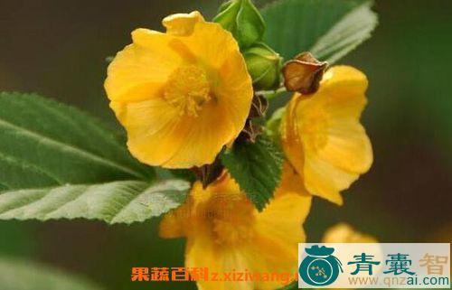 中药材梵尚花图片