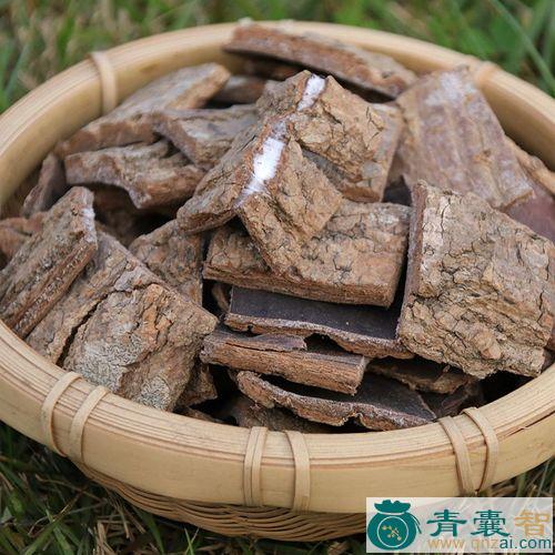 中药材棉杜仲图片