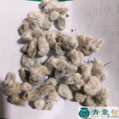 中药材棉籽图片