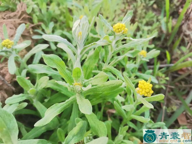 中药材棉花草图片