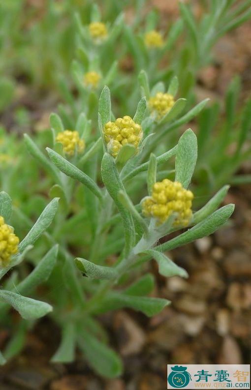 中药材棉菜图片