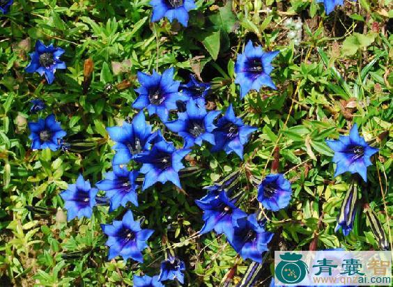 中药材棒坚翁波图片