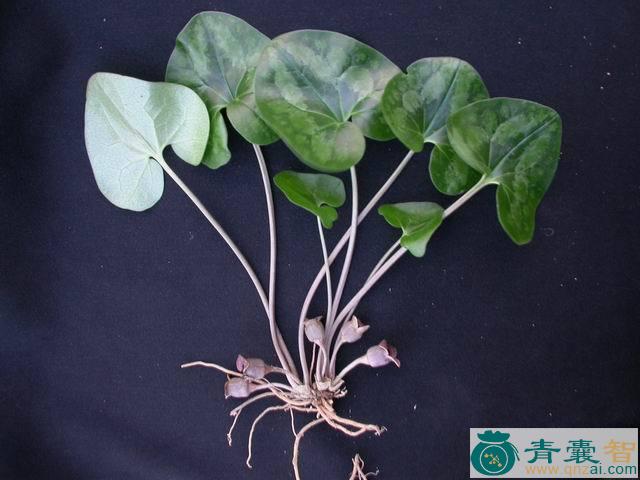 中药材棕叶七图片