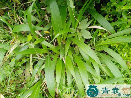 中药材棕叶草图片