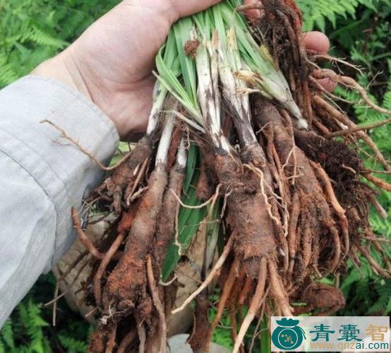 中药材棕茅图片