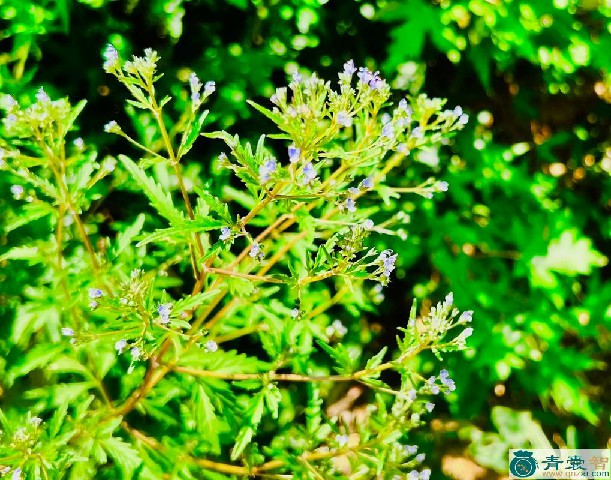 棘花的性味归经以及功效用法-青囊智