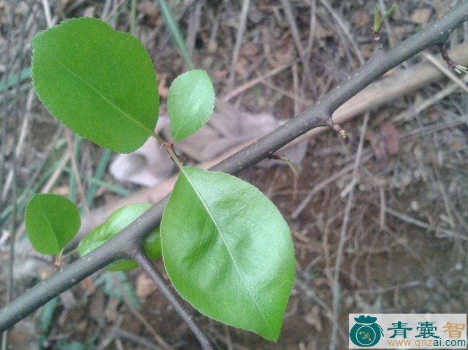 中药材棠梨枝叶图片