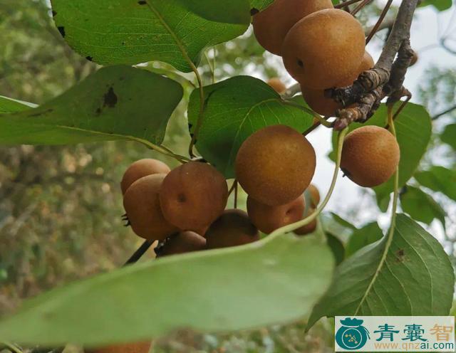 中药材棠梨树图片