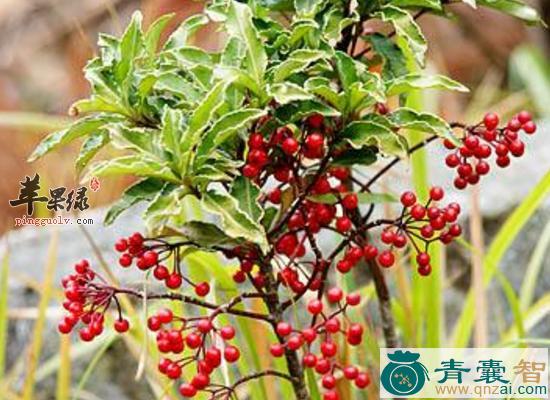 中药材森木朗伞图片
