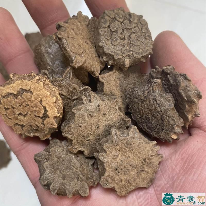 中药材椋子木图片