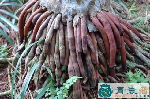 中药材椰根图片