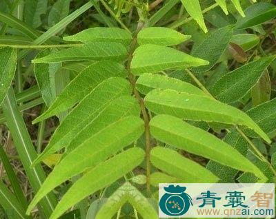 中药材椿叶图片