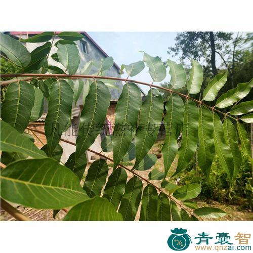 中药材椿木叶图片