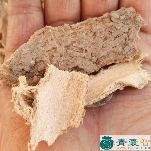 中药材椿根图片