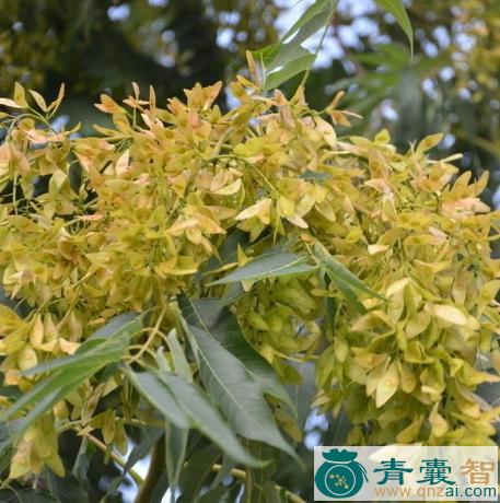 中药材椿花图片