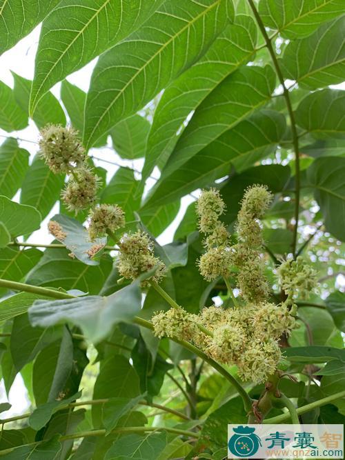 椿芽树花的性状性味归经以及功效用法-青囊智