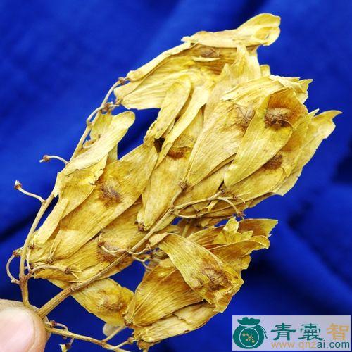 椿荚的性状性味归经以及功效用法-青囊智