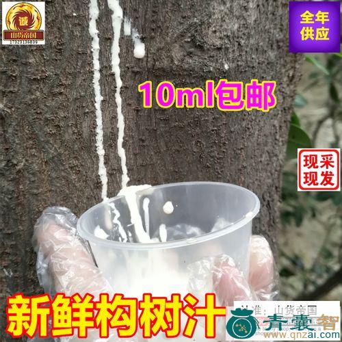 中药材楮树浆图片