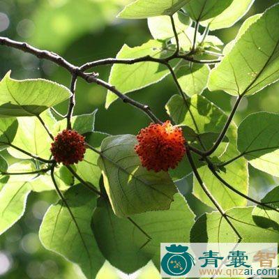 中药材楮树白汁图片