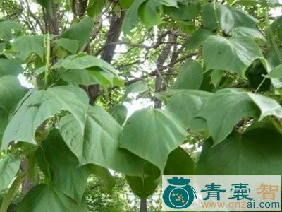 中药材楸叶图片