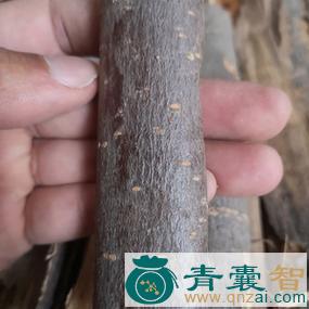 中药材楸木白皮图片
