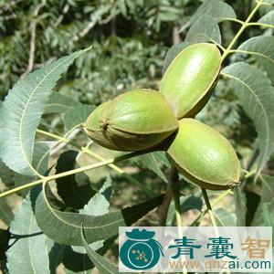 楸马核果-青囊智