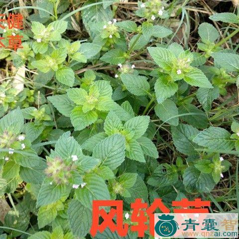 楼台香的性味归经以及功效用法-青囊智